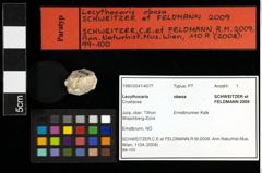 Foto (Objekt + Etiketten) von Lecythocaris obesa (Schweitzer & Feldmann, 2009) 